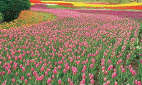 绿野铺锦绣 2006沈阳世园会的草种植艺术与生态实践