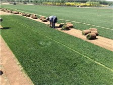 廷禄草坪种植示范场 专业草坪种植技术的实践与展示