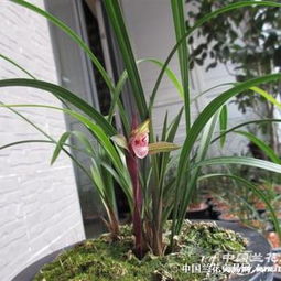 新红素红草 下山新种首次亮相，前垄子母双苗引关注