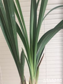 壮草万字3 草种植指南 打造健康繁茂的草坪