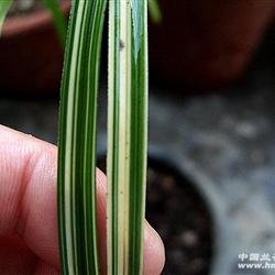 精品白丝草的种苗选择与科学种植技术