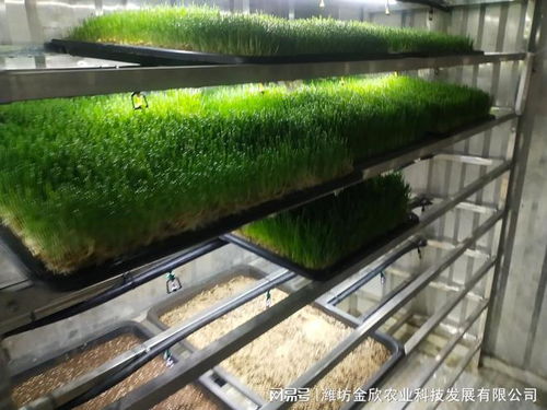 为什么要培育水培牧草 现代农业的创新与效益