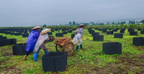 花卉苗木小产业 用草种植谱写乡村振兴大文章