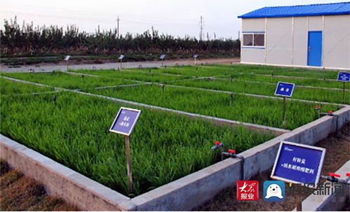 盐碱地上的绿色奇迹 胜伟草牧产业示范园模式解析