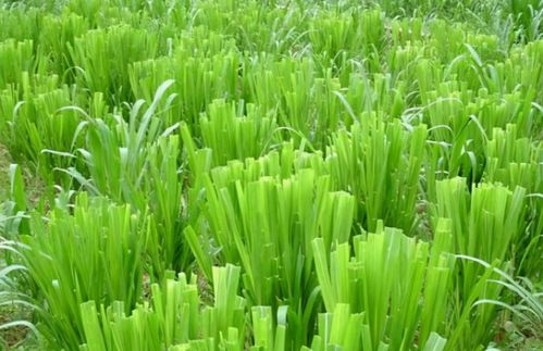 科学管理，保障丰产——牧草种植后的六大管理流程与越冬管护指南