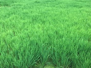 西昌邛海泸山5日自驾游 漫享山水间的惬意时光